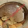 عسل سدراصلي عشرين الف اذا اتضح عليه تغذيه 