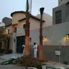 نخل واشنطني زينه