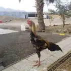 للبيع ديك باكستاني