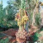 نخل للبيع نخيل مثمر نقايل جثايث خلاص صقعي سكري شيشي هلالي غر