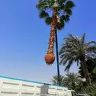 نخيل واشنطونيا ونخيل عربي مثمر