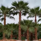 يوجد لدينا نخل واشنطني زينه من 4متر الي 7متر بسعار منسبه في