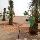 نخل فروخ نقايل الرياض القصيم نخيل جده شقراء جميع المواقع