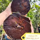 شتلات سابوتاشوكولاته تصنيفين تطعيم