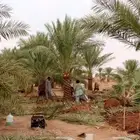 نخل للبيع نخيل مثمر نقايل جثايث خلاص سكري صقعي برحي شيشي سلج