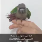 فرخ كنيور توه مفطوم ياكل لوحدو صحه ونضافه ولا اقبل البدل