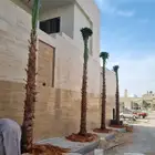 نخل واشنطني وعربي زينه أمريكي