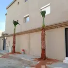 عروض نخل بجميع انواعة