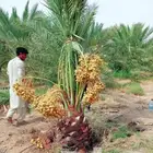 نخل للبيع نخيل مثمر نقايل فسايل خلاص صقعي سكري شيشي خضري سلج