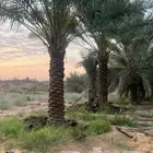 زبايناالكرام يوجدلدينانقايل خلاص وصقعي ومجدول مثمره