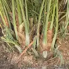 فسايل طيبه صقعي ومحدوله وخنيزي