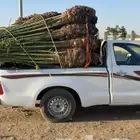 نخل شبوك مزارع نخيل واشنطني
