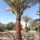 يوجد لدينا جميع انواع انخيل وزينه جميع انواع المقاسات