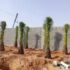 نخل للبيع نخيل مثمر خلاص صقعي سكري شيشي والشنطني هلالي سلج