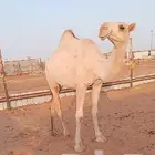 بكره