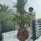 نخل للبيع نخيل مثمر نقايل فسايل خلاص صقعي سكري شيشي والشنطني