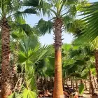 نخل واشنطني وشنطن واشنطونيا زينه للبيع