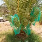 نخل للبيع نخيل مثمر فاخر خلاص صقعي سكري شيشي برحي هلالي سلج