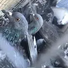 حمام سوادي طرح شبك حق (صقور)