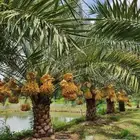 نخيل مثمر للبيع صقعي هلالي مجدوله برحي شيشي اخلاص