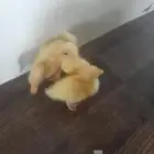 بط بكيني للبيع
