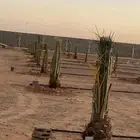 نخل فسائل جميع الانواع والاحجام بالقصيم