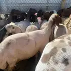 جزاز قنم مكينه بل رياض