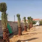 جميع أشغال أنخل واشنطن