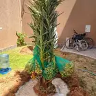 نخل للبيع كبير سغير نخيل مثمر خلاص صقعي سكري شيشي برحي هلالي