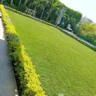 عشب طبيعي