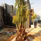 نخل مثمر نقايل جثايث نخل واشنطني صقعي برحي اخلاص سكري شيشي