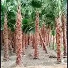 نقوم بتوريد وزاعت إنخل جميع انواع