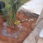 نخيل بجميع انواعه ومقاساته