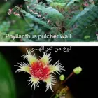 شتلات phyllanthus  pulcher  wall.ex mull.Arg