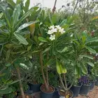تنسيق زراعى وعمل جميع انواع الدكورات الحجريه