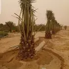 نقوم بتوريد انخيل الوشنطني والعربي وزرعته مقسات حلوه في جميع