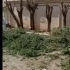قص جميع انواع الاشجار بفضل الله