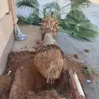 زراعه الورد الطبيعى والتيل الطبيعى وقص الاشجار