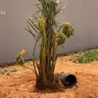 بيشه نخل توريد جميع انواع انخيل وقلع وغرس