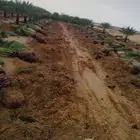 نخل عربي وواشنطن