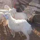 تم البيع الله يبارك لشاري وفيه عروض كلها مراح جايه ونظيفه