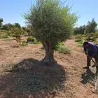 اشجار الزيتون شجر زيتون معمر اسباني قزم نخل امريكي عربي واشن