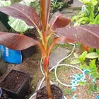 شتلات موز واكيو والباقي للطلبية