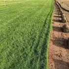 ثيل طبيعي عشب نجيل