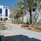 ابوعمارلتفخاط انخيل وتكريبة وقلع الفسايل وغرسها
