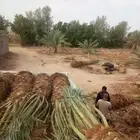 نخل للبيع من متر نص الا اربعه امتار