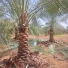 نخل للبيع