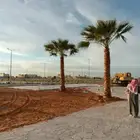 نخل واشنطونياء زينة للبيع