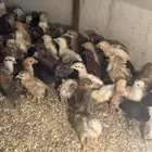 صوص بلدي وفيومي