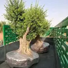شجر زيتون اشجار الزيتون معمر زينه أحجام كبيره